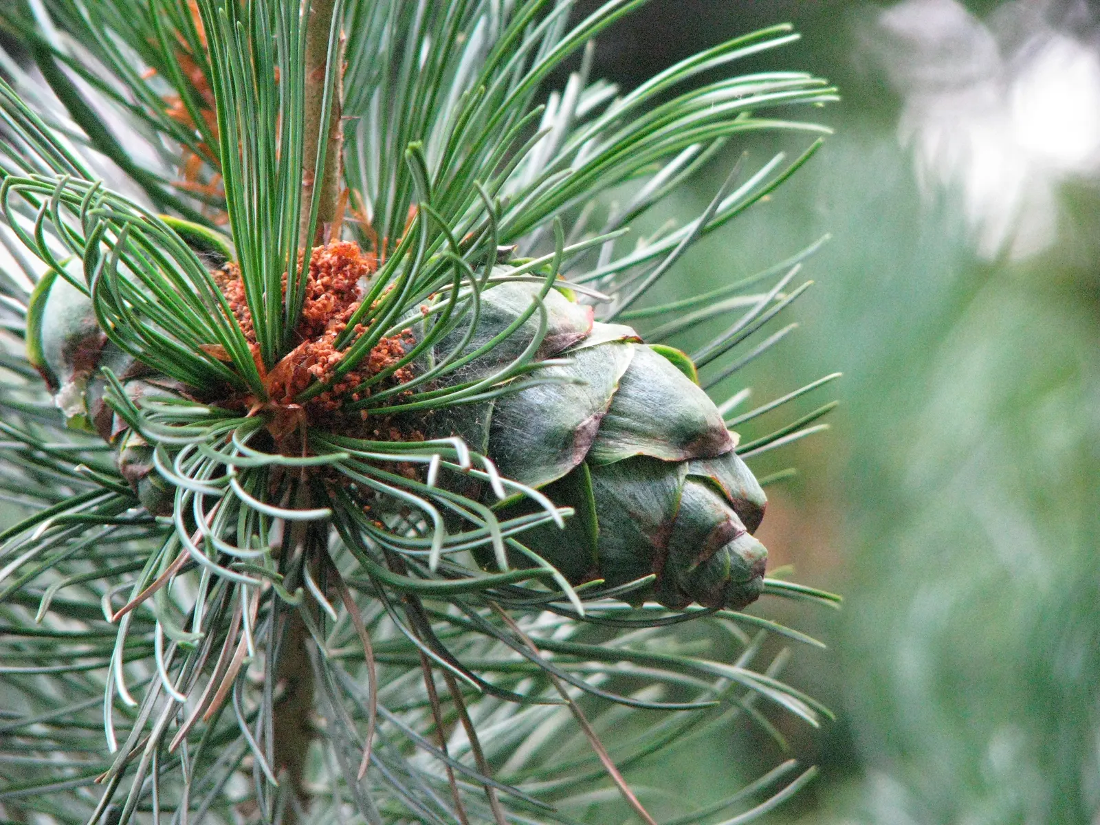 Japanese White Pine (Pinus Parviflora) — requiring a minimum of six hours of direct sunlight daily.<br><br>Hardy in USDA zones 5 to 7