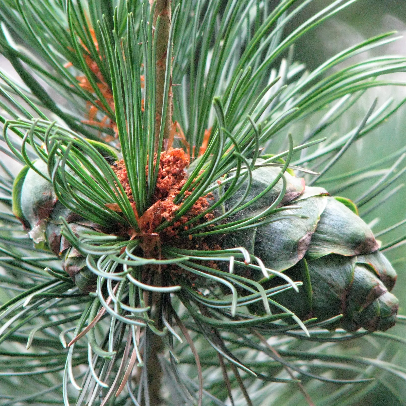 Japanese White Pine (Pinus Parviflora) — primarily for shape or to control size