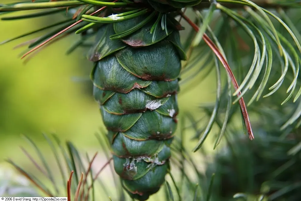 Japanese White Pine (Pinus Parviflora) — Japanese White Pine (Pinus parviflora) is an elegant; this pine thrives in full sun and well-drained soil, image 79