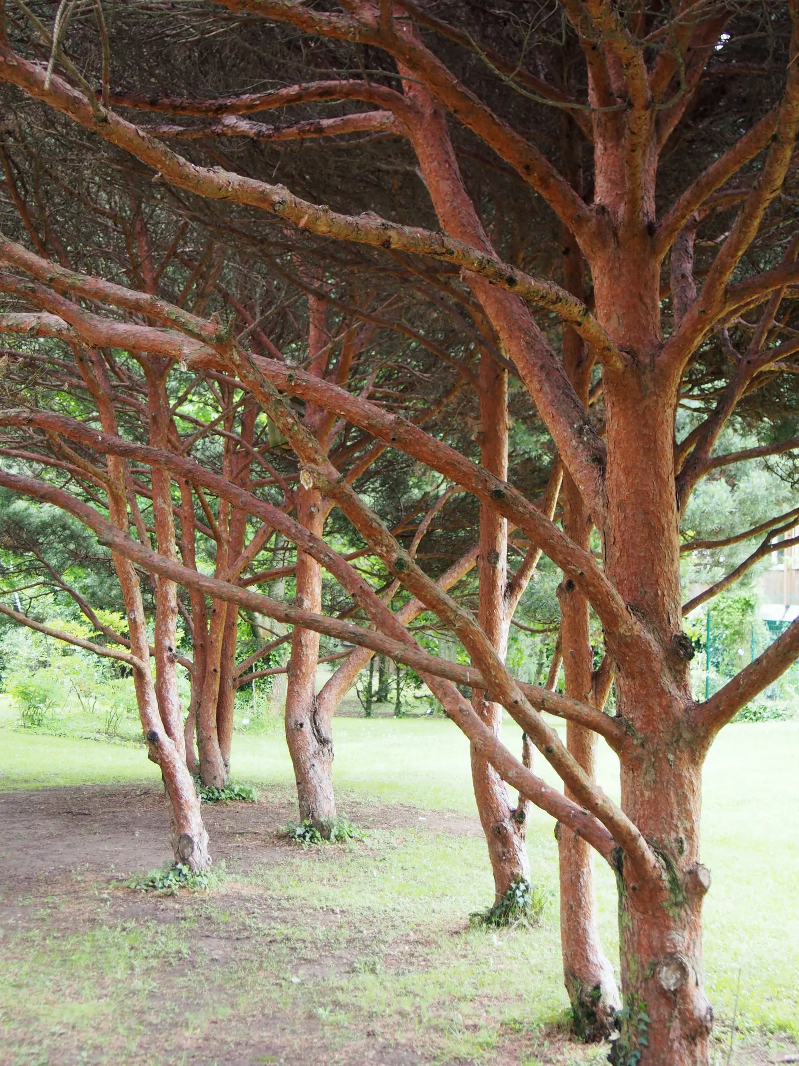 Japanese White Pine (Pinus Parviflora) — This species prefers full sun exposure to thrive; regular watering during dry spells, image 63
