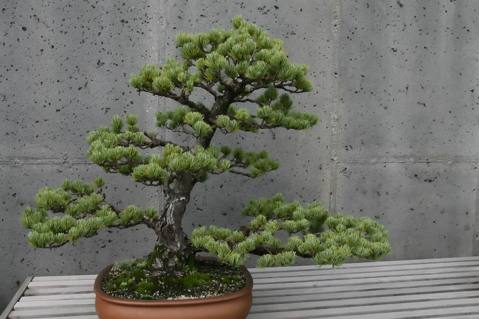 Japanese White Pine (Pinus Parviflora) — Regular watering during dry spells; primarily for shape or to control size, image 74
