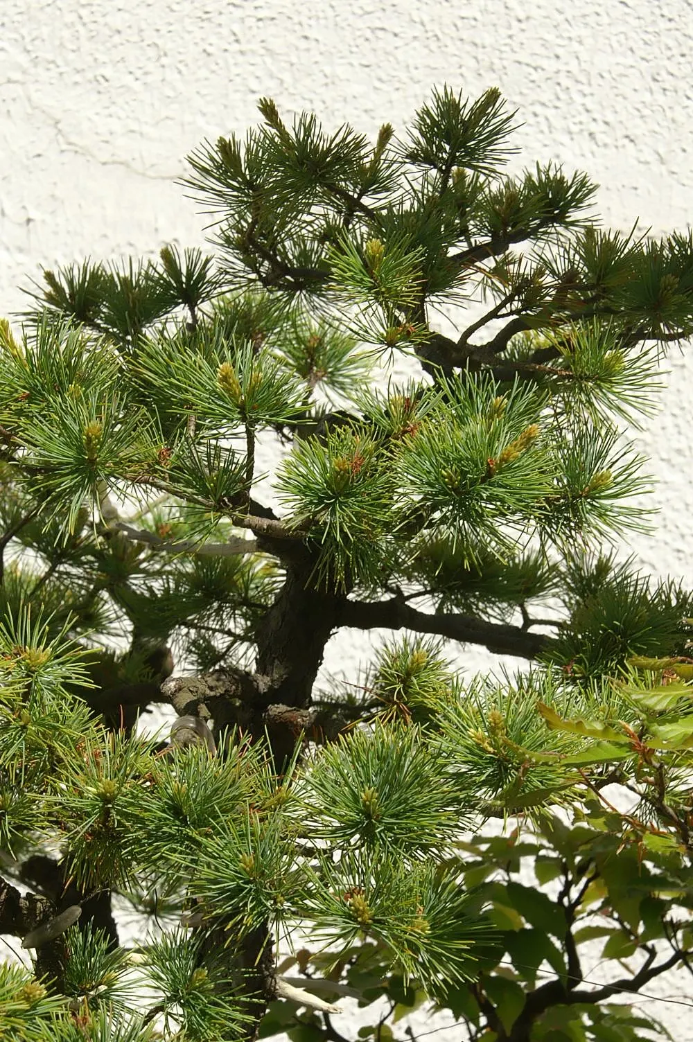Japanese White Pine (Pinus Parviflora) — Native to Japan and Korea; japanese White Pine (Pinus parviflora) is an elegant, image 86