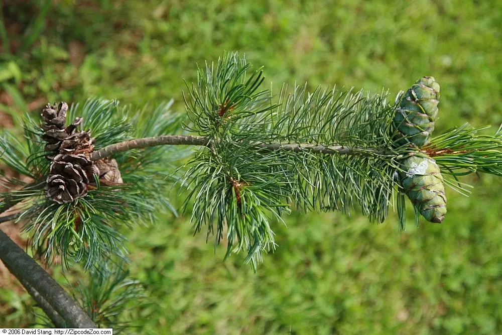 Japanese White Pine (Pinus Parviflora) — Pinus parviflora is resilient to a variety of conditions; offering a sizeable but manageable profile for residential