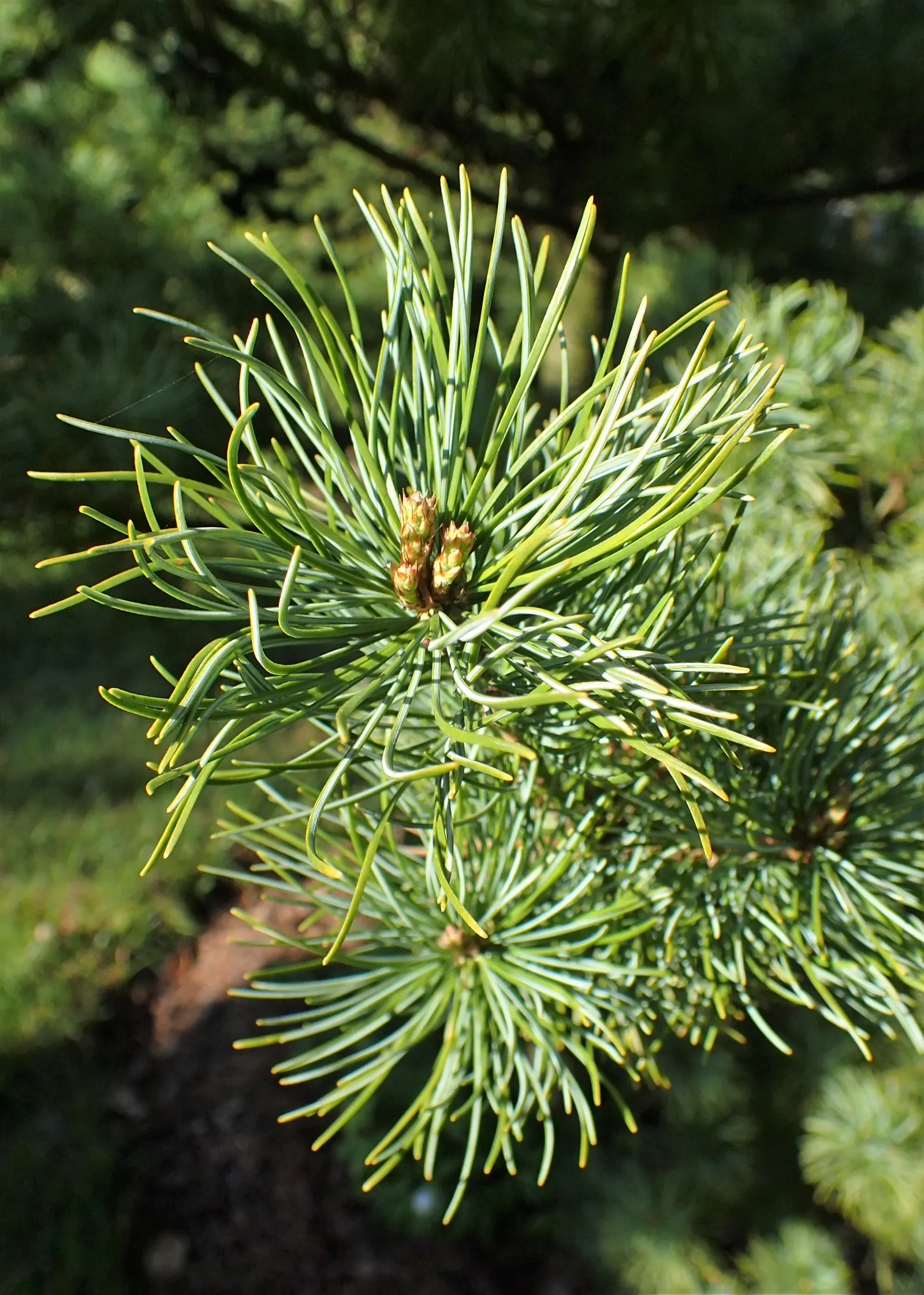 Japanese White Pine (Pinus Parviflora) — Zones 5-7 are optimal for cultivation; pinus parviflora is resilient to a variety of conditions, image 84