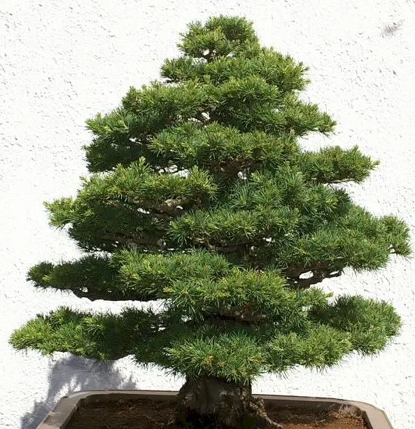 Japanese White Pine (Pinus Parviflora) — gracefully contrasting the tree's attractive; conifer / tree for full, image 71