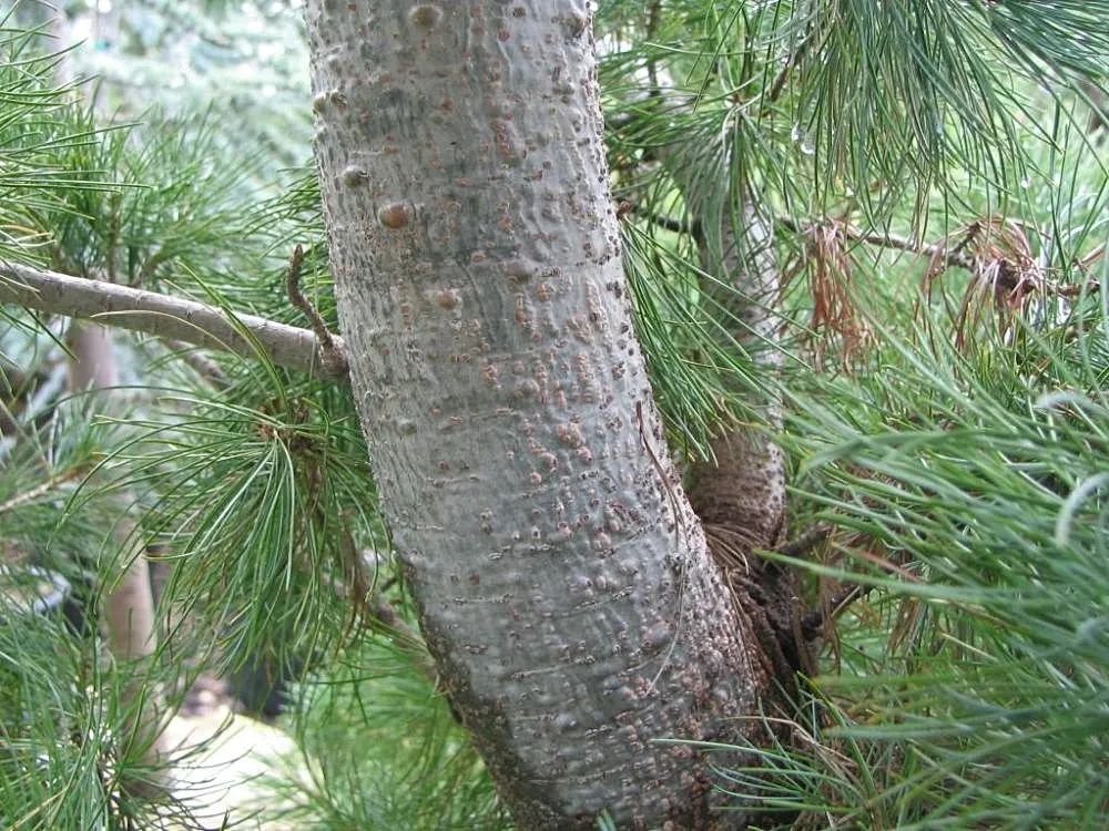 Japanese White Pine (Pinus Parviflora) — Its conical shape and tolerance for pruning make it ideal for bonsai or as a focal point in gardens
