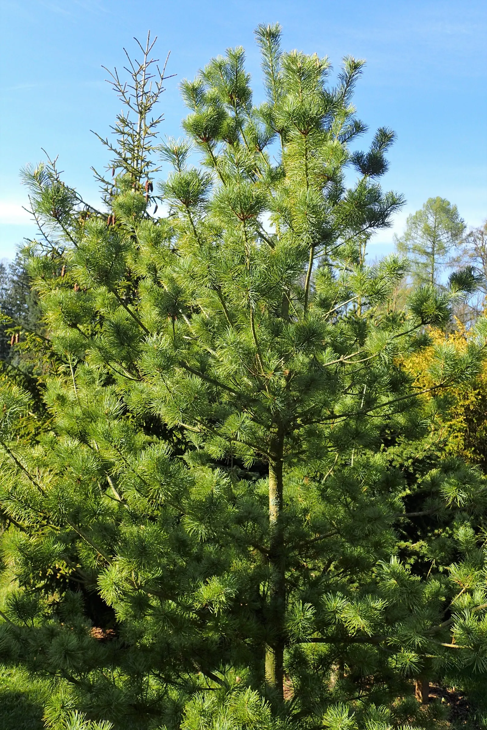 Japanese White Pine (Pinus Parviflora) — slow-growing evergreen reaching up to 25-50 feet tall and 20-35 feet wide; this species prefers full sun, image 80