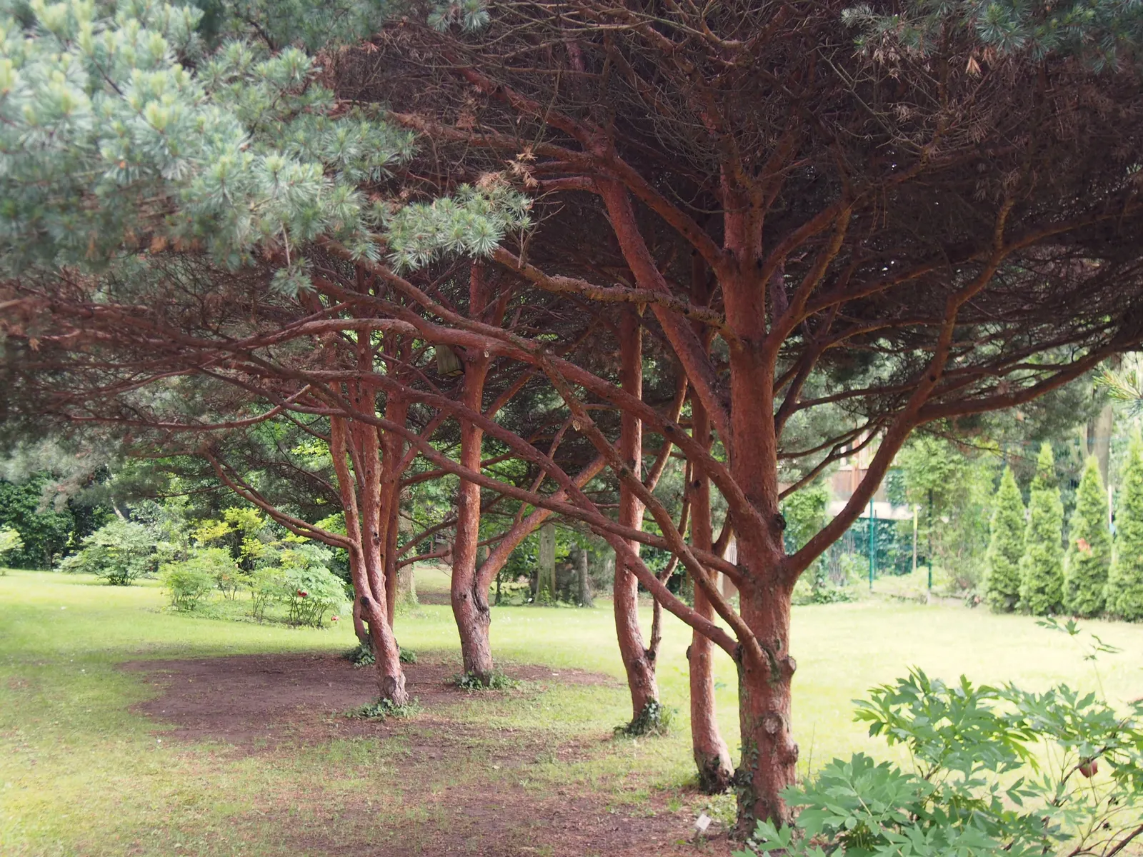 Japanese White Pine (Pinus Parviflora) — presenting in bundles of five; its conical shape and tolerance for pruning make it ideal for bonsai or as a focal