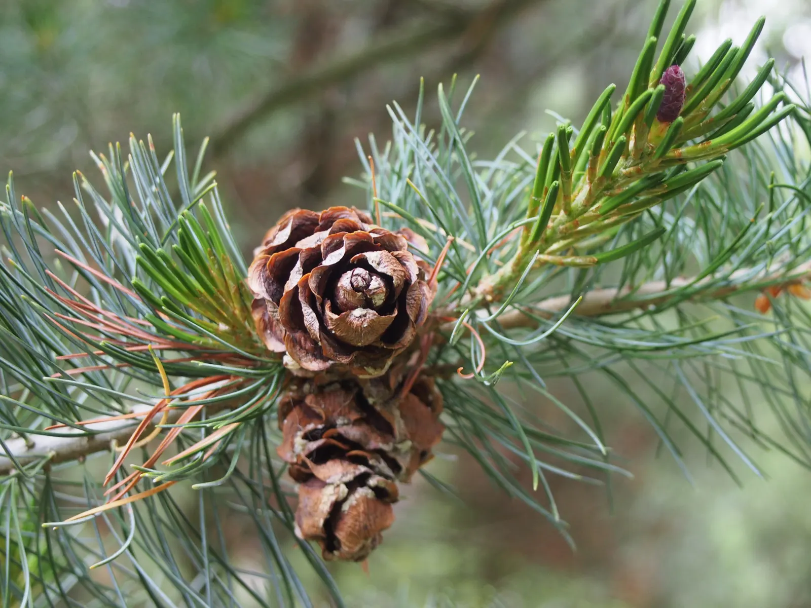 Japanese White Pine (Pinus Parviflora) — presenting in bundles of five; its conical shape and tolerance for pruning make it ideal for bonsai or as, image 68