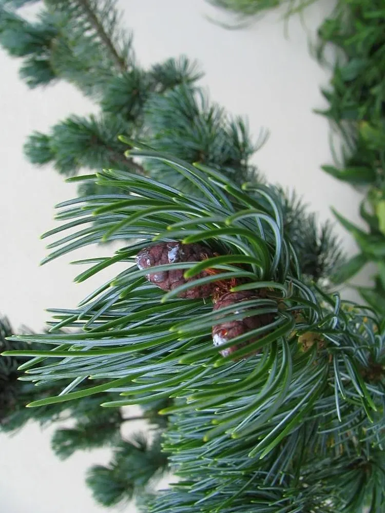 Japanese White Pine (Pinus Parviflora) — with a bluish-green hue and a soft texture; requiring a minimum of six hours of direct sunlight daily.<br><br>Hardy in
