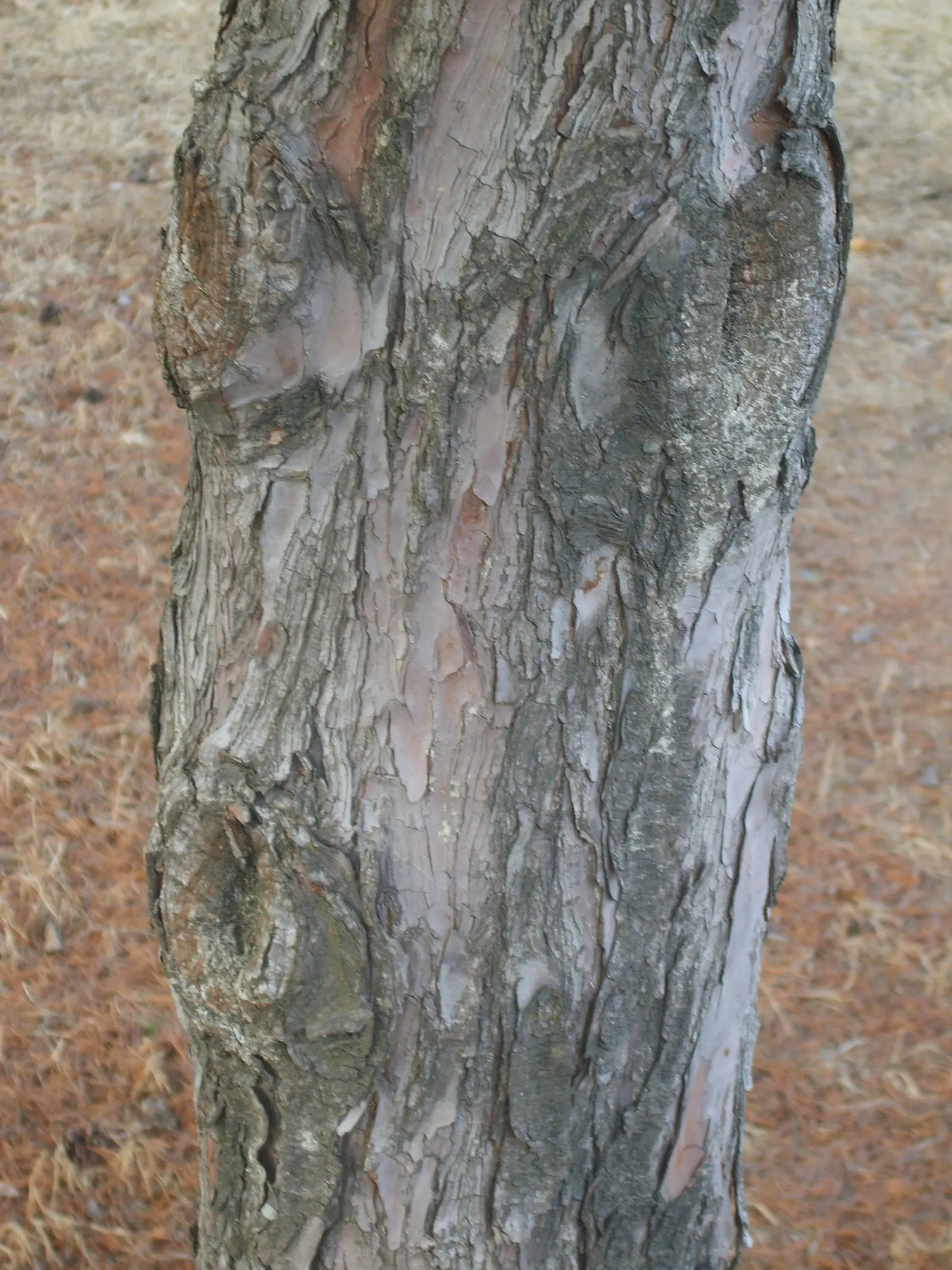 Japanese White Pine (Pinus Parviflora) — Pinus parviflora is resilient to a variety of conditions