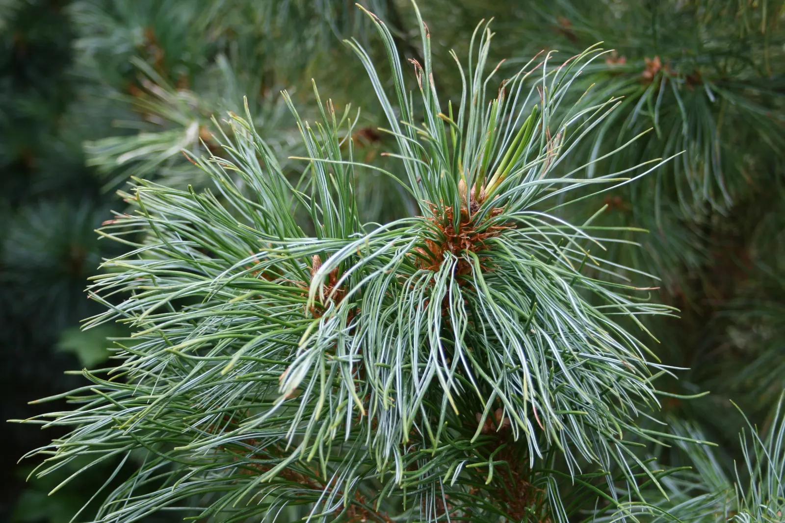 Japanese White Pine (Pinus Parviflora) — primarily for shape or to control size; albeit it does best in well-draining soils with a slightly acidic pH