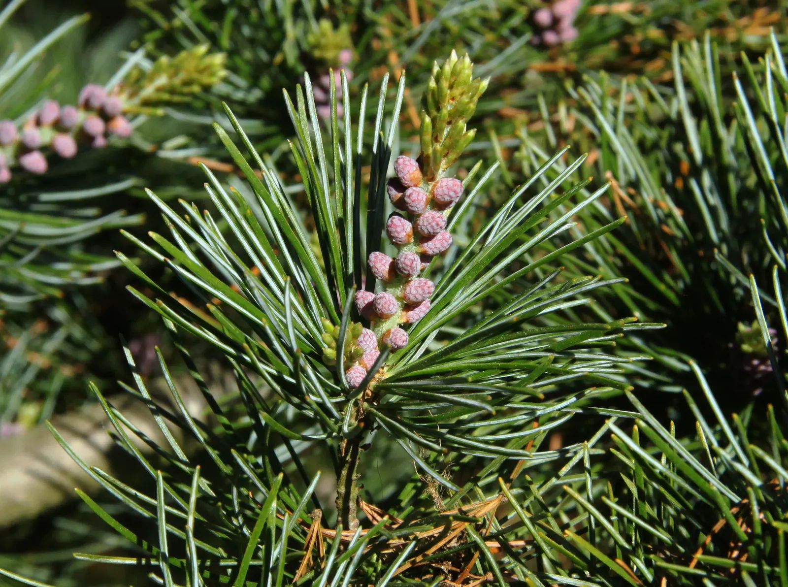 Japanese White Pine (Pinus Parviflora) — This species prefers full sun exposure to thrive; regular watering during dry spells