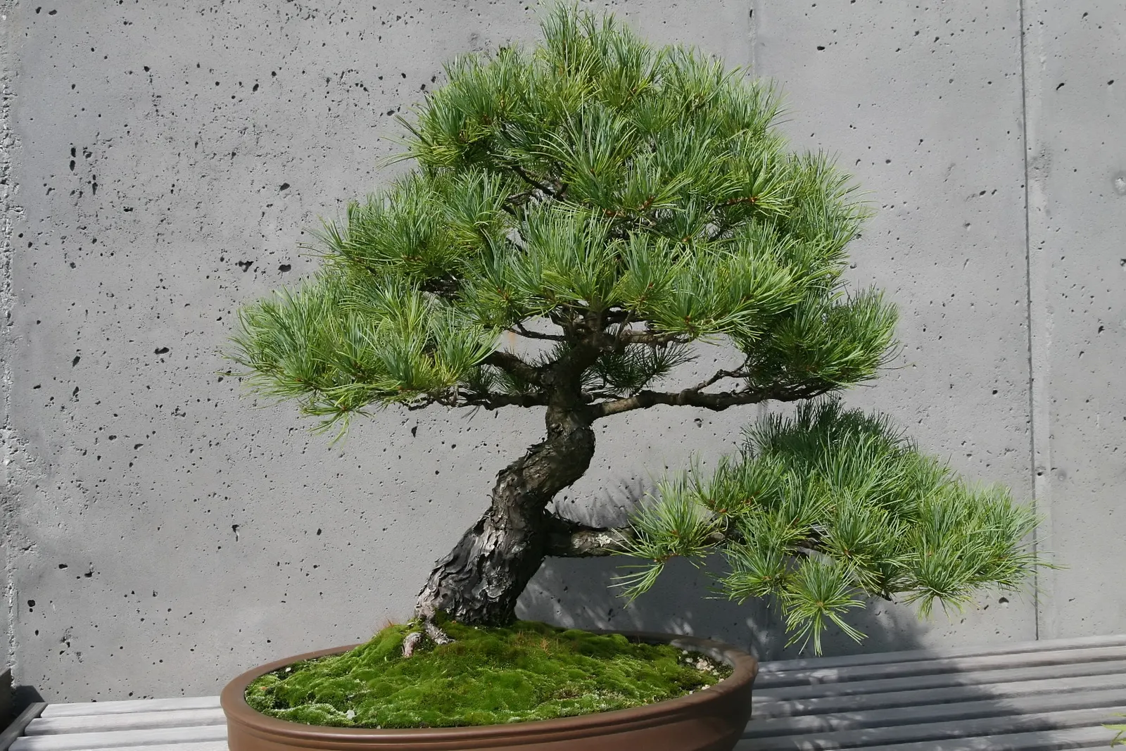 Japanese White Pine (Pinus Parviflora) — offering a sizeable but manageable profile for residential gardens; its root system is robust