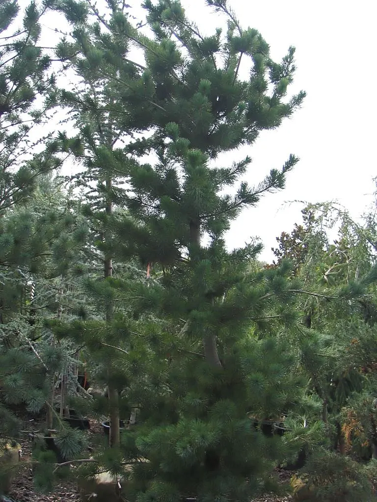 Japanese White Pine (Pinus Parviflora) — Its root system is robust