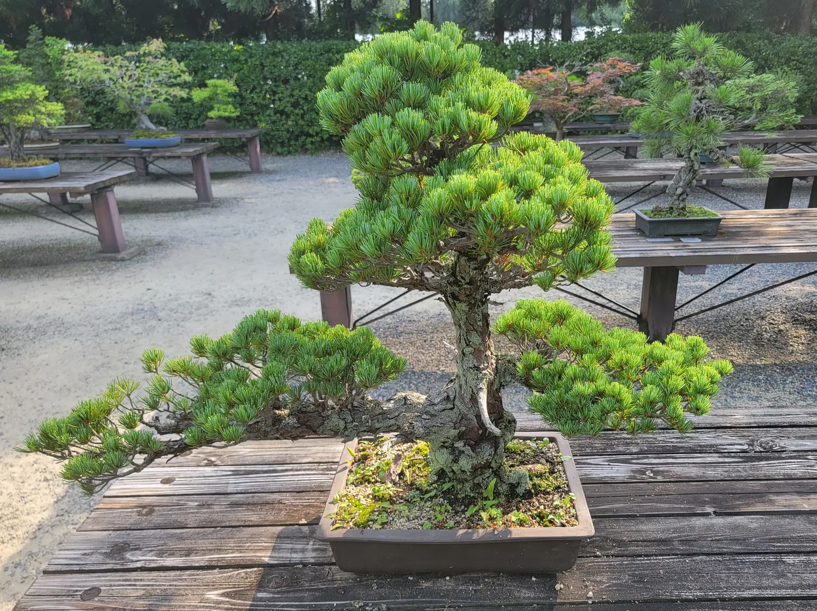 Japanese White Pine (Pinus Parviflora) — primarily for shape or to control size; albeit it does best in well-draining soils with a slightly acidic, image 73