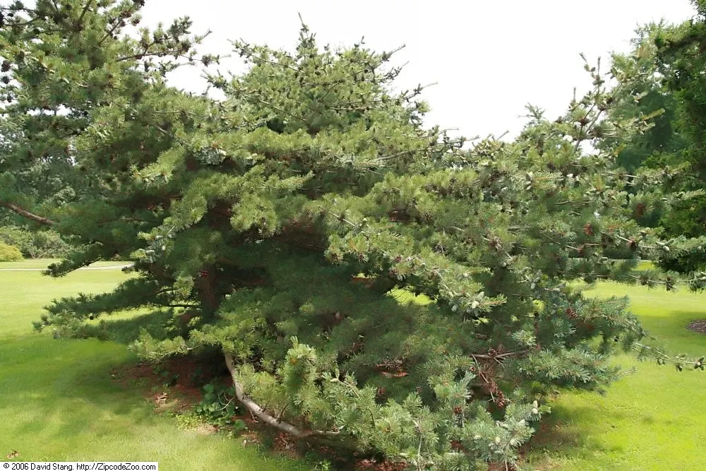 Japanese White Pine (Pinus Parviflora) — this pine thrives in full sun and well-drained soil; making it an exemplary choice for the discerning landscape design