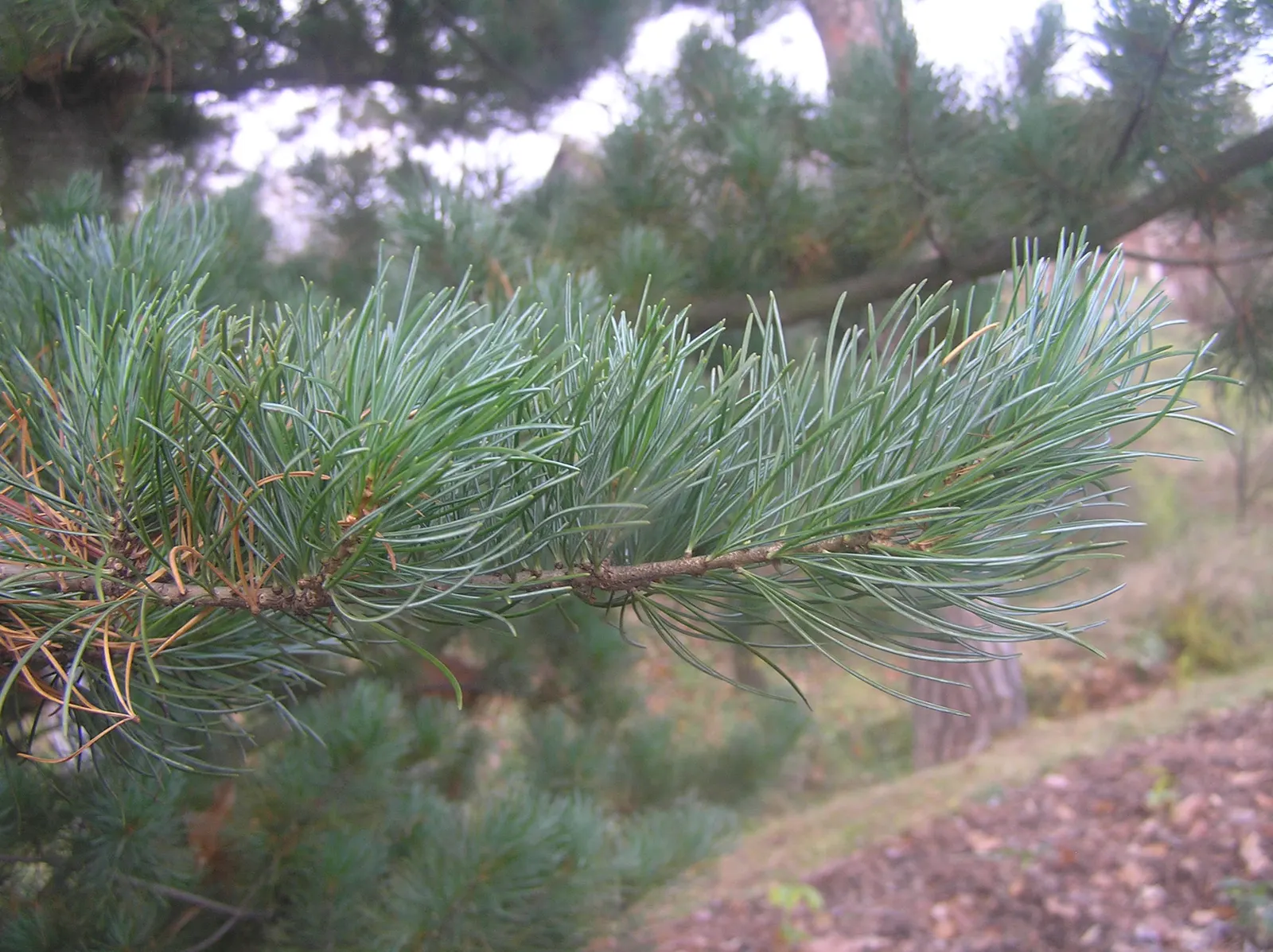Japanese White Pine (Pinus Parviflora) — is an elegant specimen renowned for its graceful aesthetic and serene presence in the landscape; reddish-brown bark