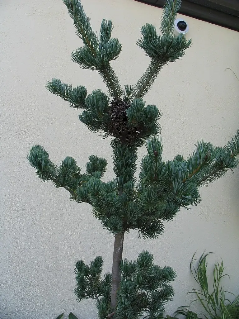 Japanese White Pine (Pinus Parviflora) — Its conical shape and tolerance for pruning make it ideal for bonsai or as a focal point in gardens; zones, image 57
