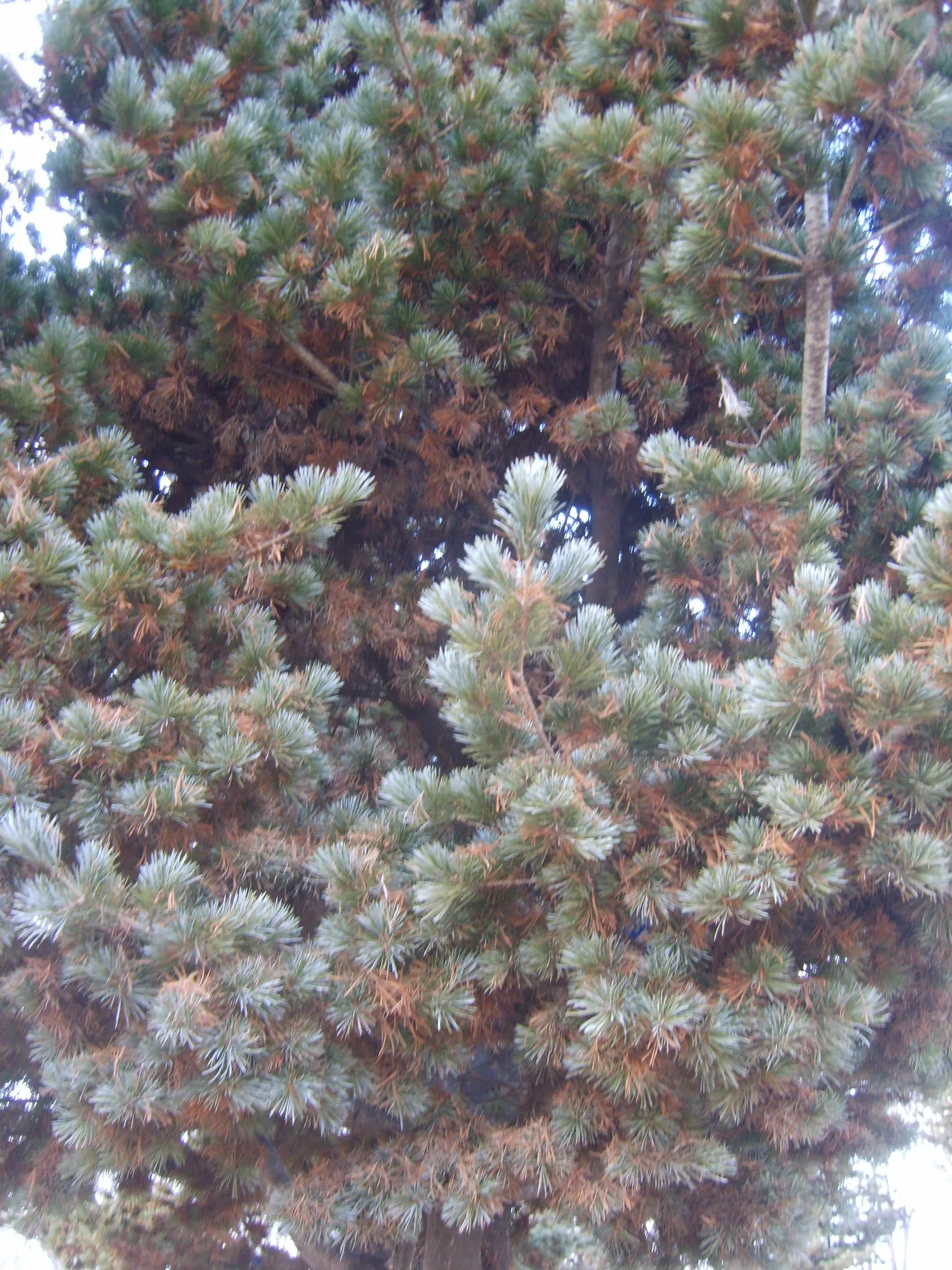 Japanese White Pine (Pinus Parviflora) — reddish-brown bark that exfoliates with age.<br><br>This species requires minimal pruning; is an elegant, image 72