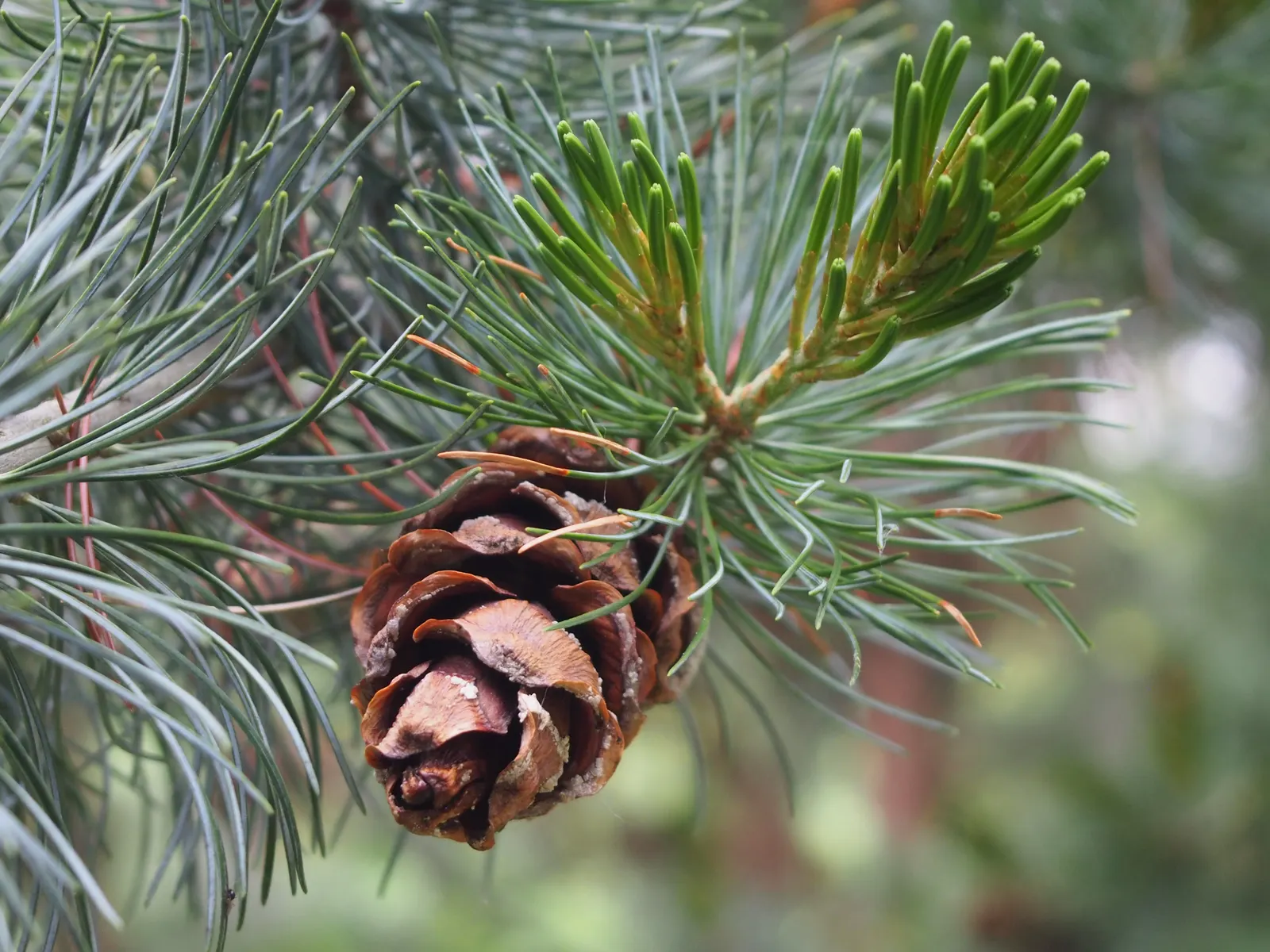 Japanese White Pine (Pinus Parviflora) — Its conical shape and tolerance for pruning make it ideal for bonsai or as a focal point in gardens; zones, image 83
