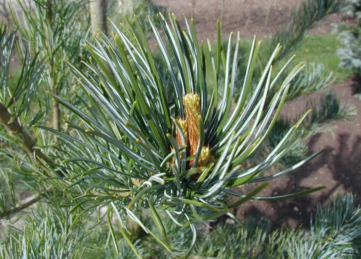 Japanese White Pine (Pinus Parviflora) — with a bluish-green hue and a soft texture; requiring a minimum of six hours of direct sunlight, image 69