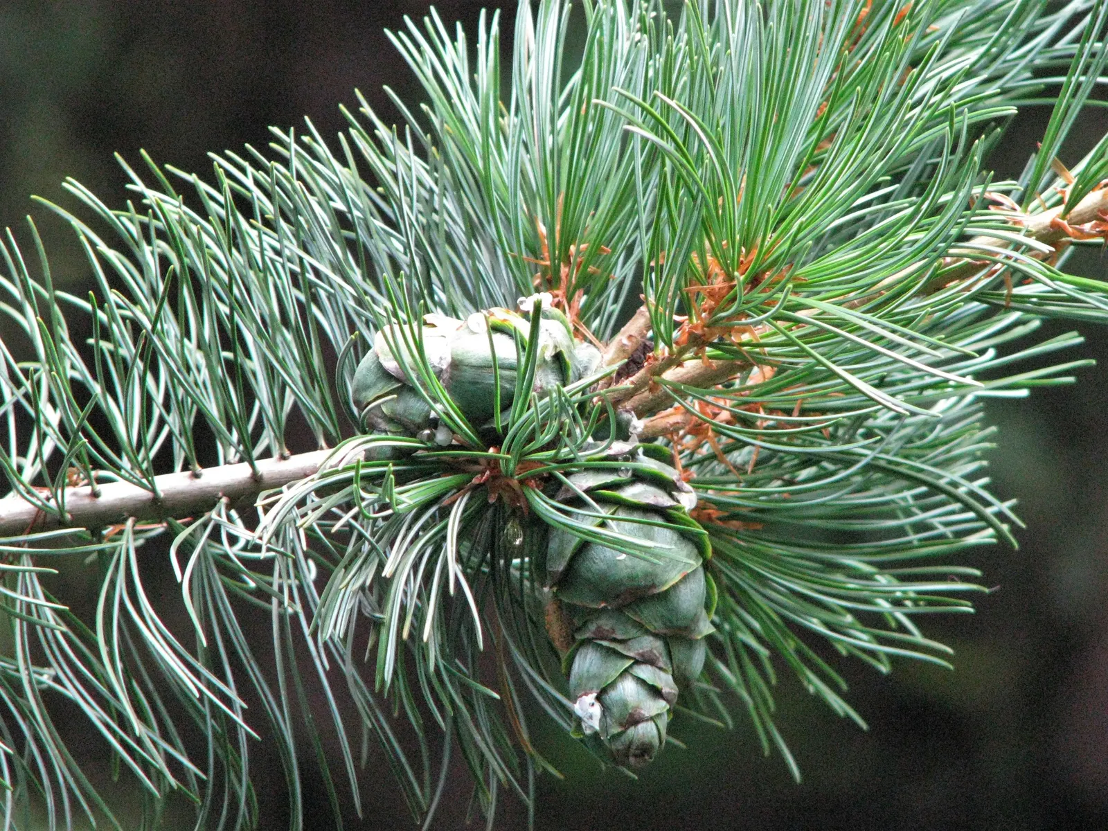 Japanese White Pine (Pinus Parviflora) — Japanese White Pine (Pinus parviflora) is an elegant; this pine thrives in full sun and well-drained soil