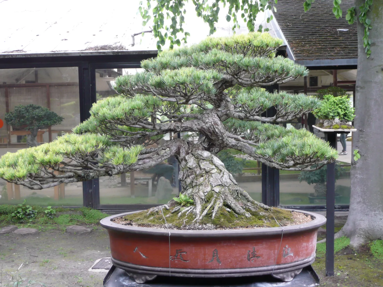 Japanese White Pine (Pinus Parviflora) — conifer / tree for full
