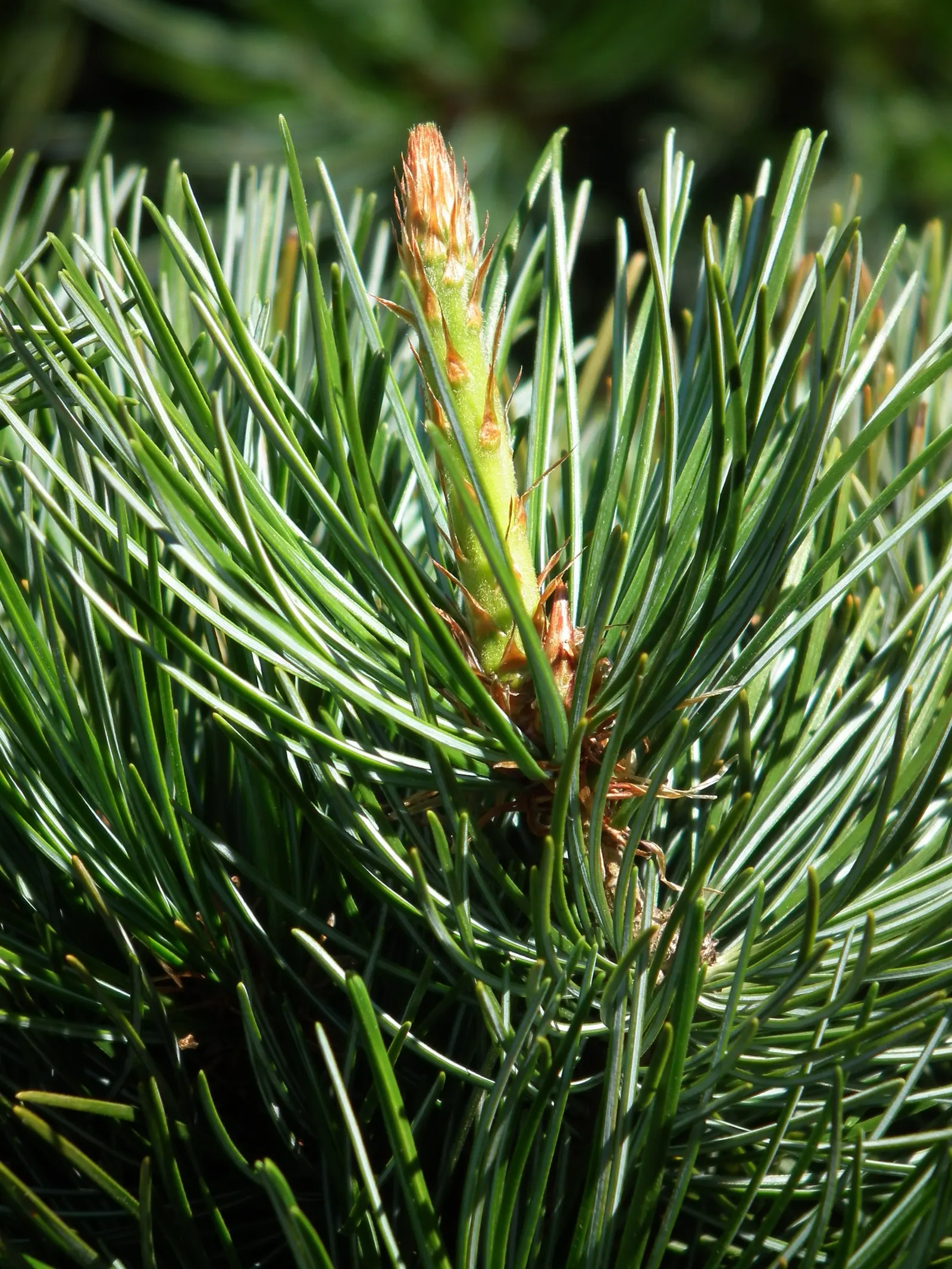 Japanese White Pine (Pinus Parviflora) — the Japanese White Pine reaches mature heights of approximately 25 to 50 feet with a spread of 20 to 35 feet