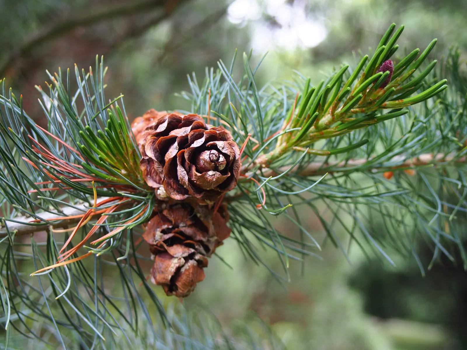 Japanese White Pine (Pinus Parviflora) — Regular watering during dry spells; primarily for shape or to control size