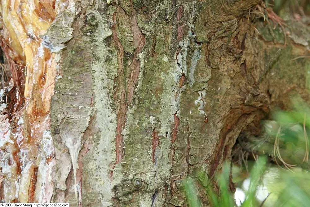 Japanese White Pine (Pinus Parviflora) — offering a sizeable but manageable profile for residential gardens; its root system is robust, image 62