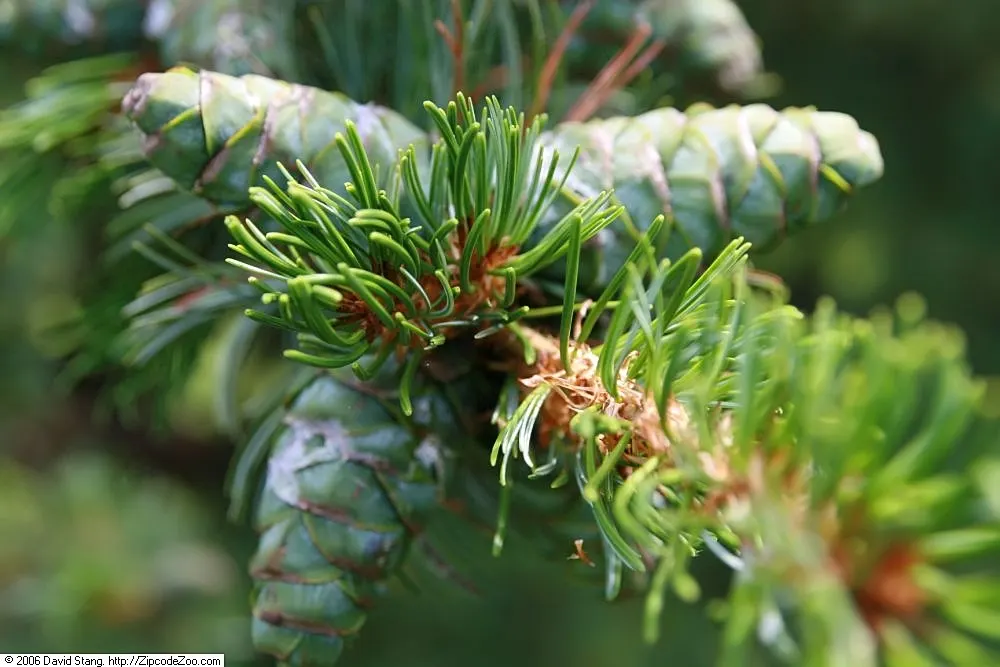 Japanese White Pine (Pinus Parviflora) — with a bluish-green hue and a soft texture