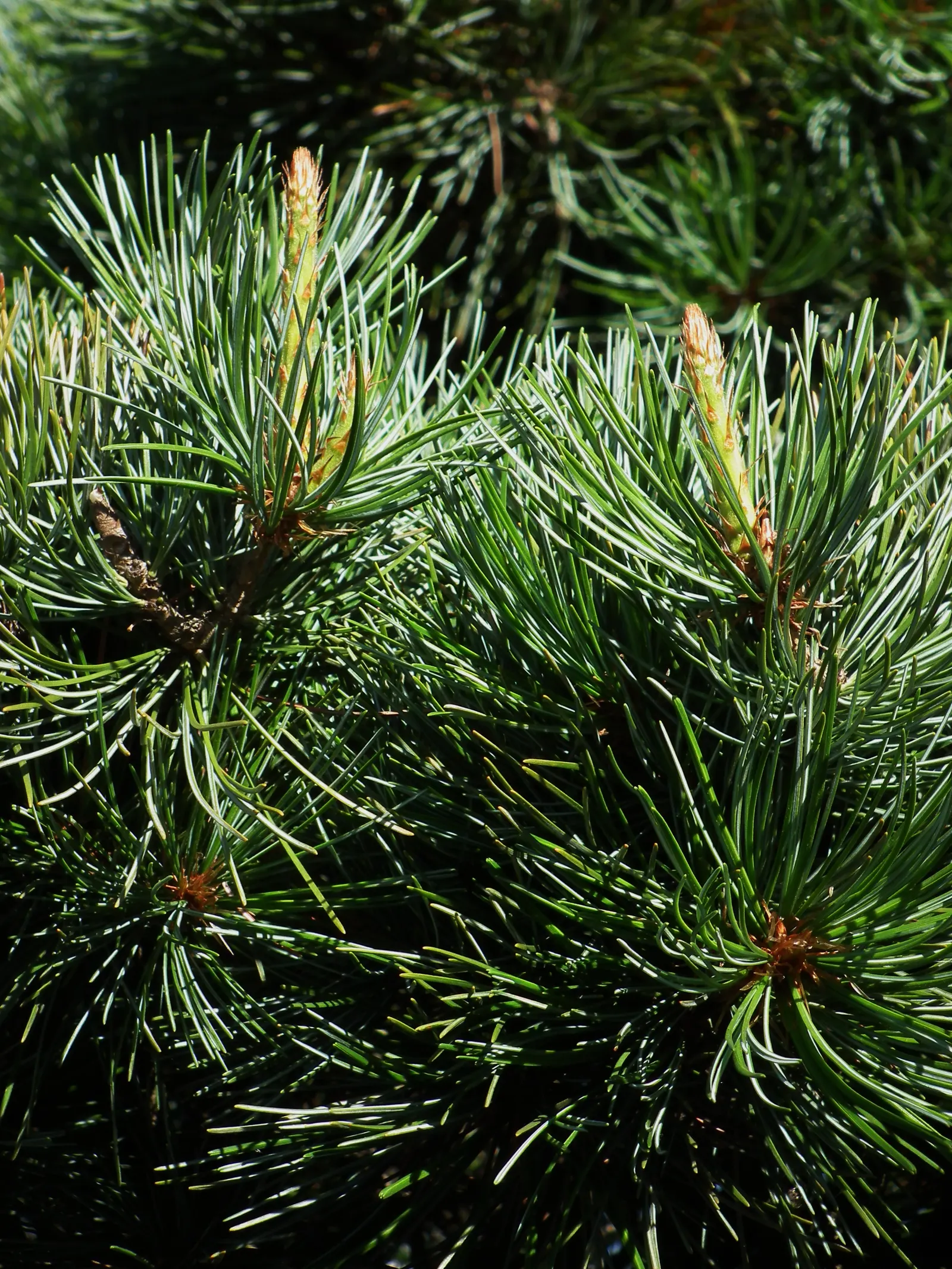Japanese White Pine (Pinus Parviflora) — Esteemed in design for its irregular