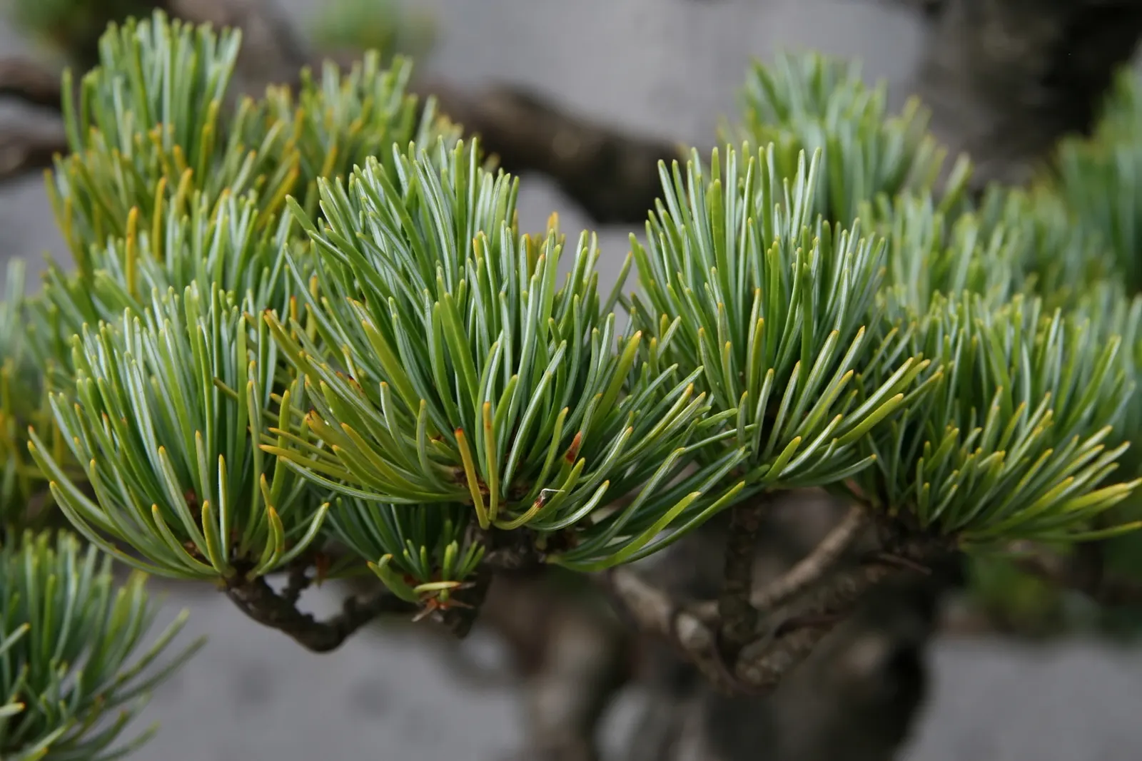 Japanese White Pine (Pinus Parviflora) — making it an exemplary choice for the discerning landscape design; presenting in bundles of five