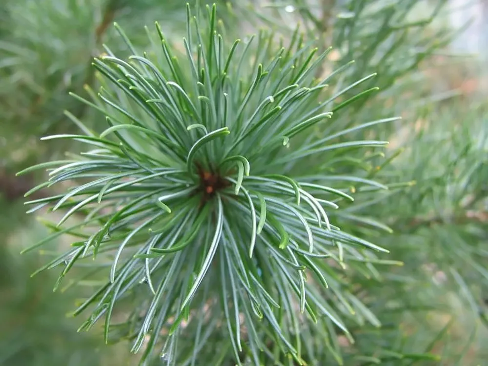 Japanese White Pine (Pinus Parviflora) — This species prefers full sun exposure to thrive