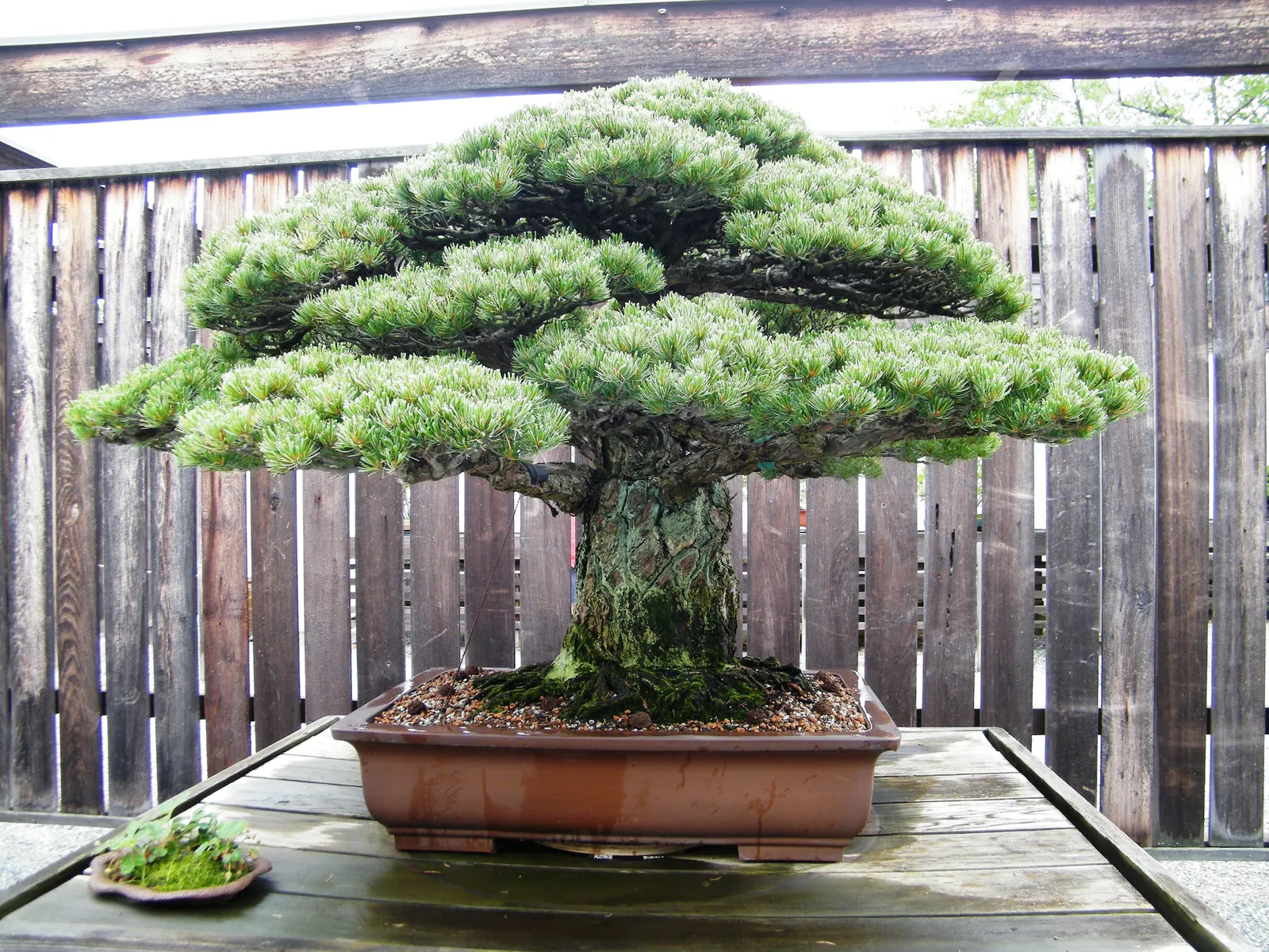 Japanese White Pine (Pinus Parviflora) — conifer / tree for full; especially in the first few years after planting, image 78