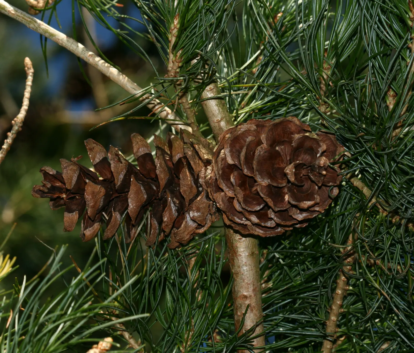 Japanese White Pine (Pinus Parviflora) — gracefully contrasting the tree's attractive