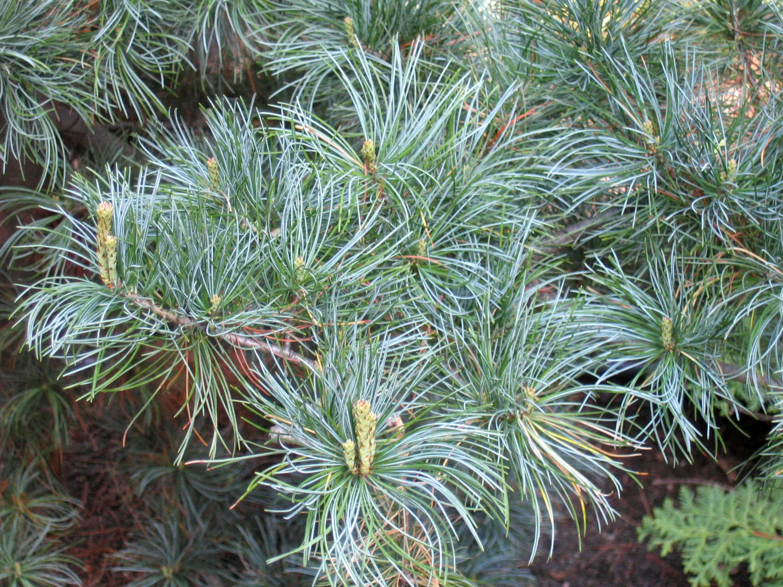 Japanese White Pine (Pinus Parviflora) — Its root system is robust; the Japanese White Pine offers year-round interest with its evergreen foliage