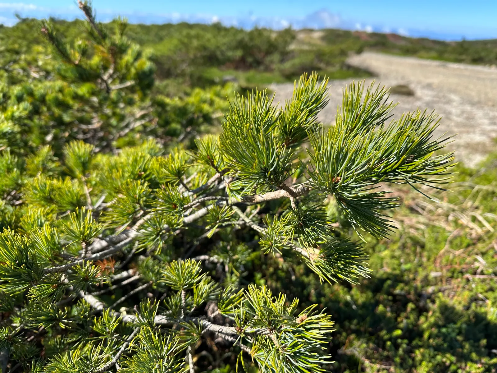 Japanese White Pine (Pinus Parviflora) — the Japanese White Pine reaches mature heights of approximately 25 to 50 feet with a spread of 20 to 35, image 87