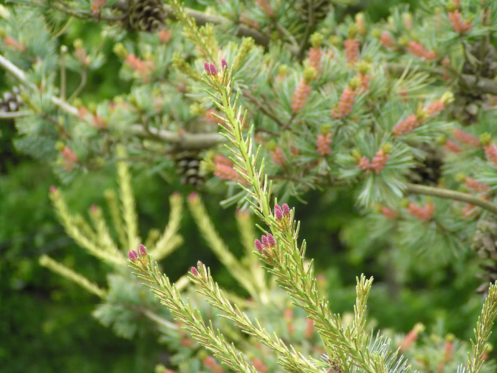 Japanese White Pine (Pinus Parviflora) — albeit it does best in well-draining soils with a slightly acidic pH
