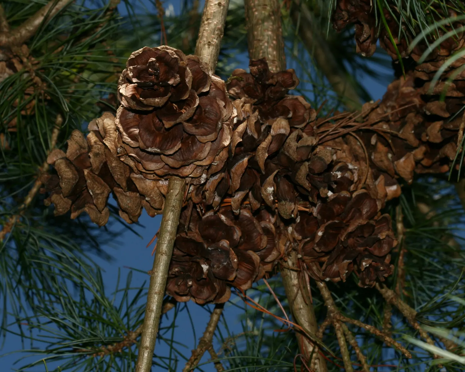 Japanese White Pine (Pinus Parviflora) — gracefully contrasting the tree's attractive; conifer / tree for full