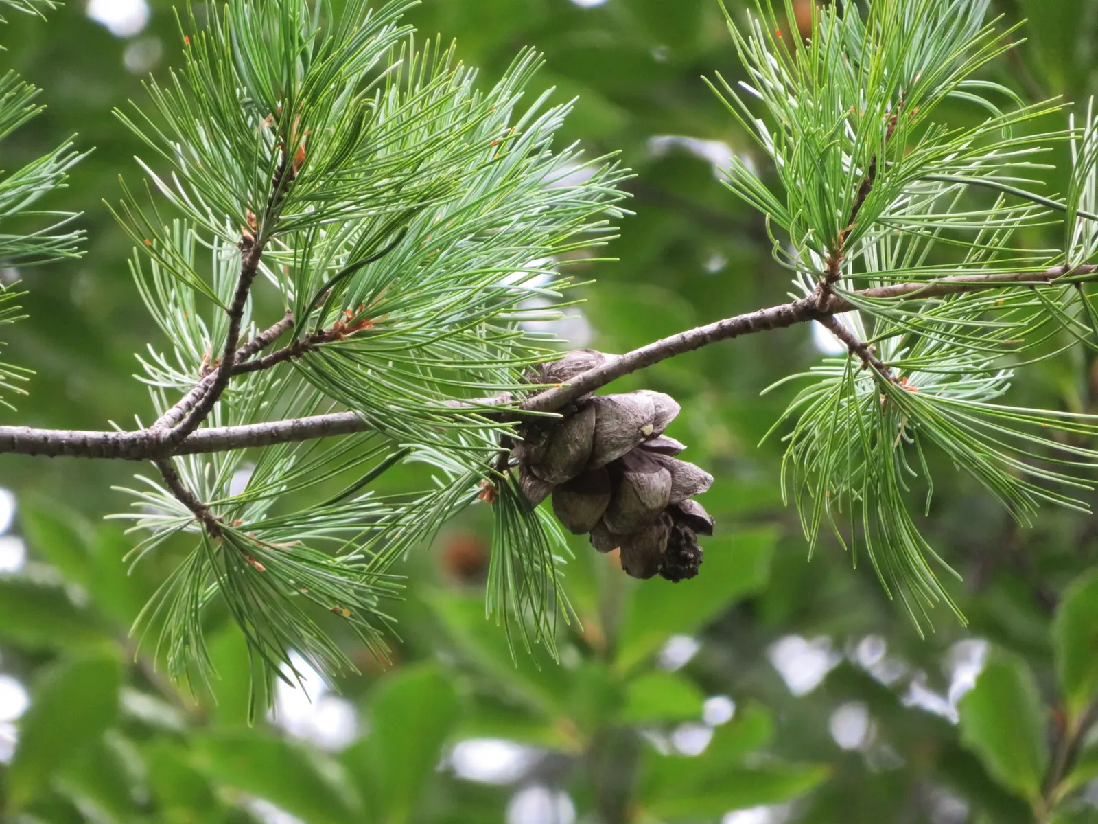 Japanese White Pine (Pinus Parviflora) — especially in the first few years after planting