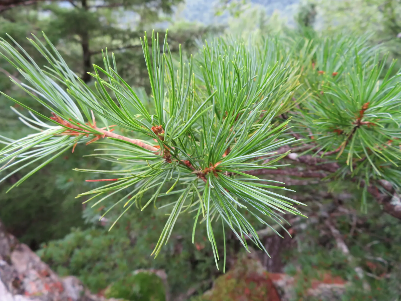 Japanese White Pine (Pinus Parviflora) — the Japanese White Pine offers year-round interest with its evergreen foliage; the Japanese White Pine reaches mature