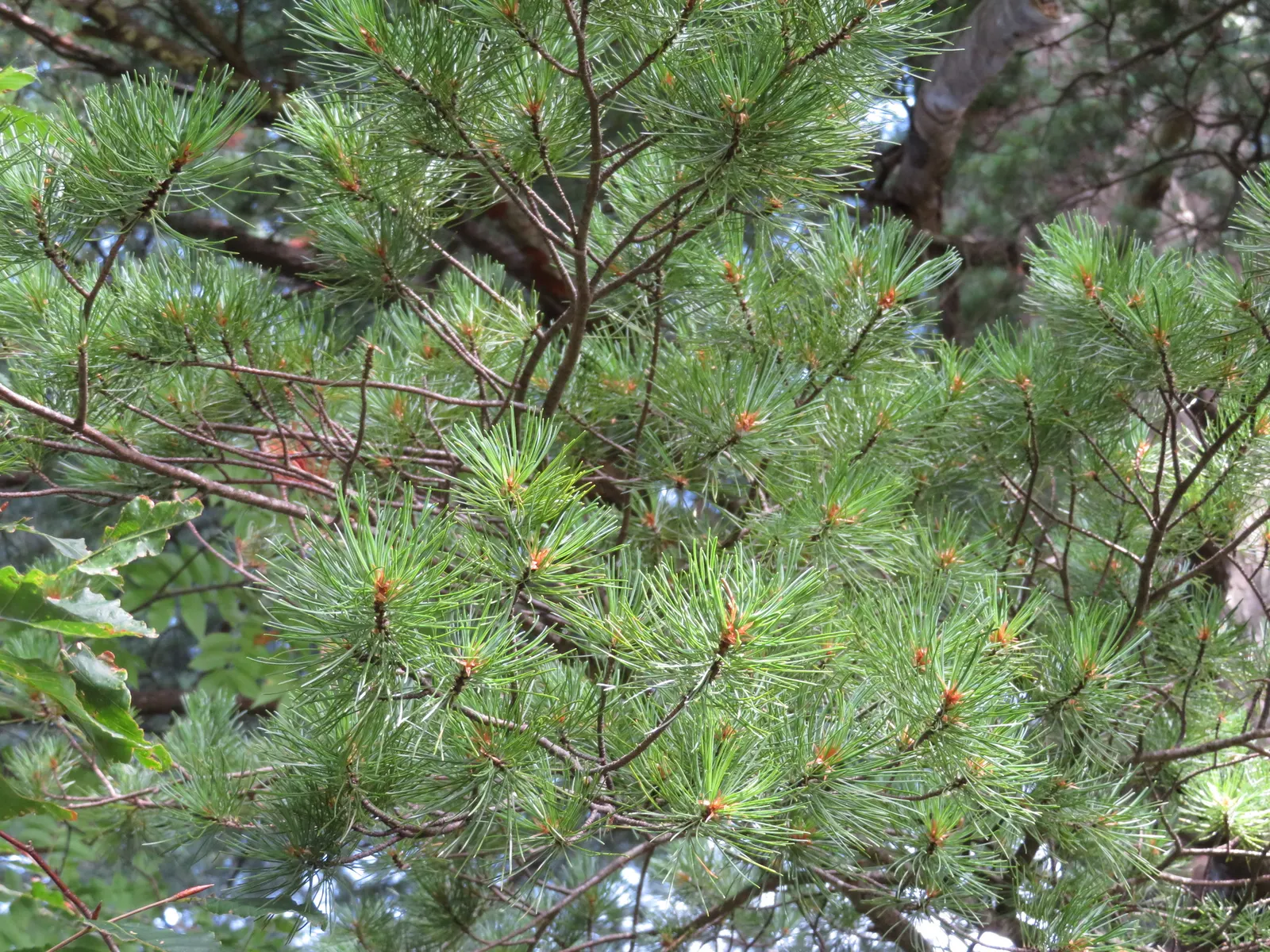 Japanese White Pine (Pinus Parviflora) — offering a sizeable but manageable profile for residential gardens