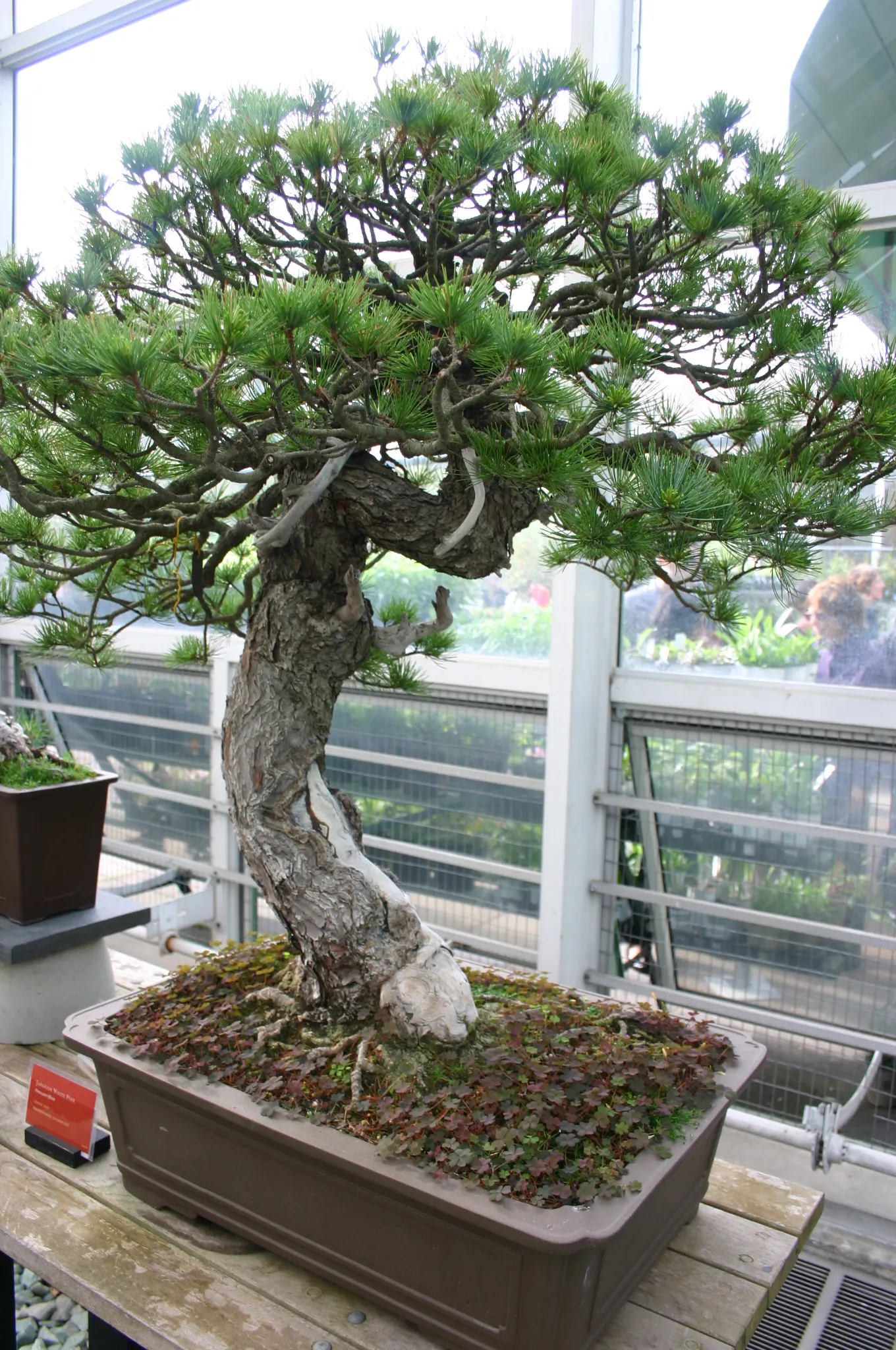 Japanese White Pine (Pinus Parviflora) — Its conical shape and tolerance for pruning make it ideal for bonsai or as a focal point in gardens; zones 5-7 are