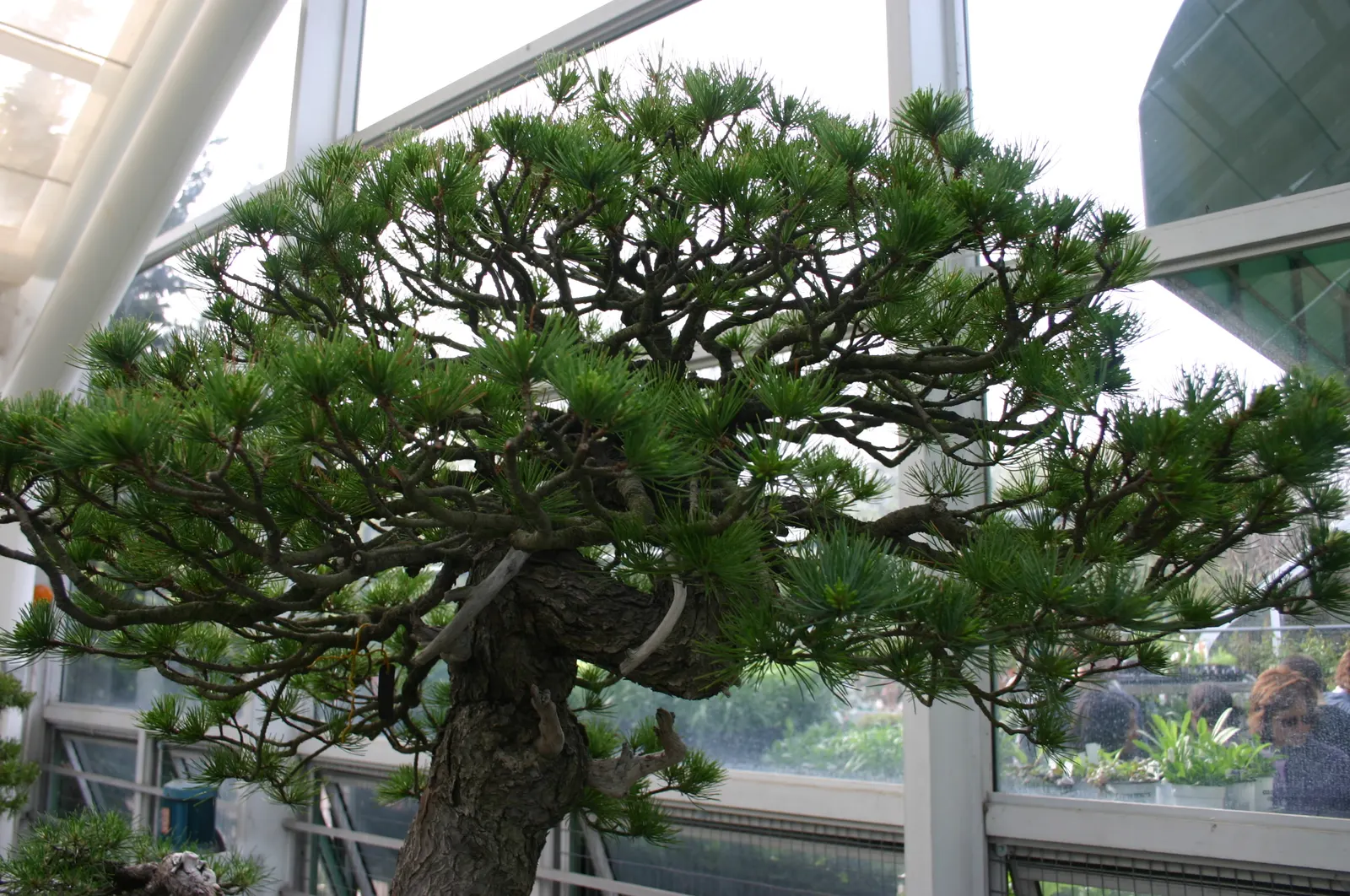 Japanese White Pine (Pinus Parviflora) — is an elegant specimen renowned for its graceful aesthetic and serene presence in the landscape, image 85