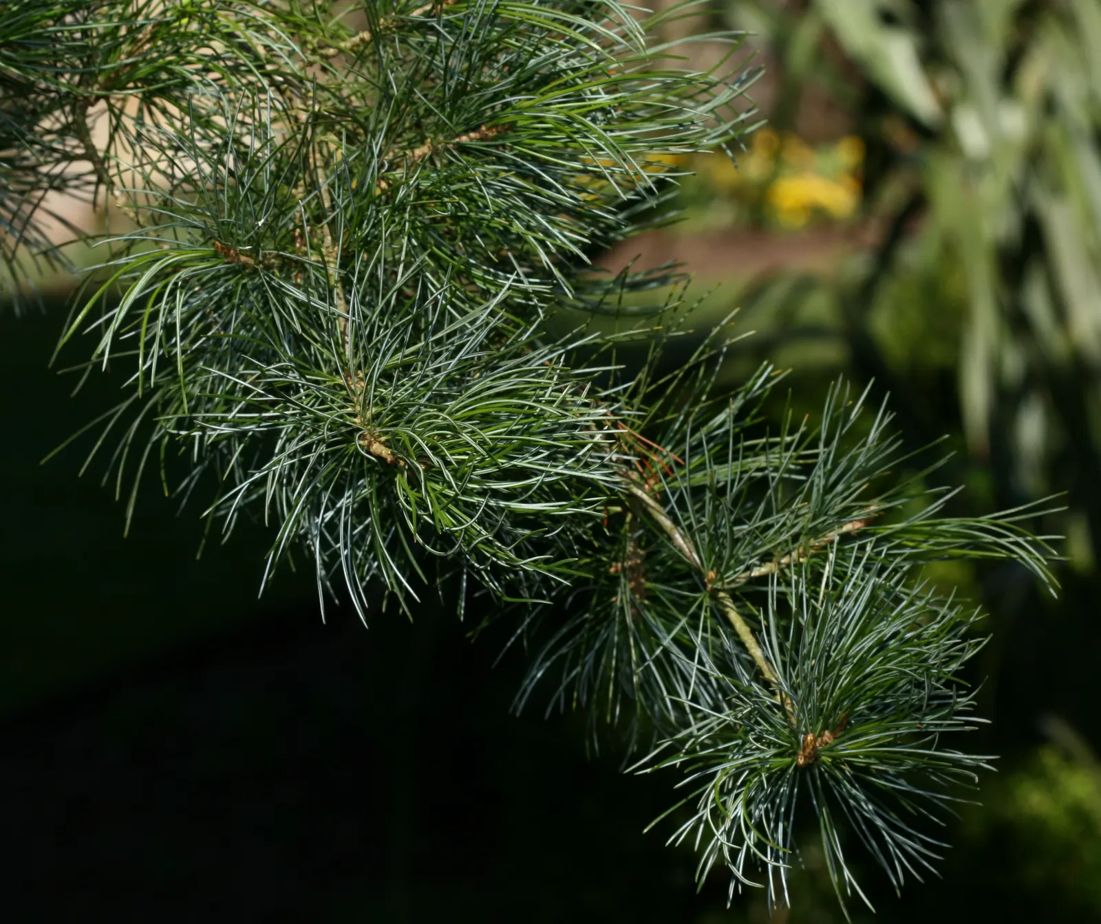 Japanese White Pine (Pinus Parviflora) — especially in the first few years after planting; slow-growing evergreen reaching up to 25-50 feet tall and 20-35 feet