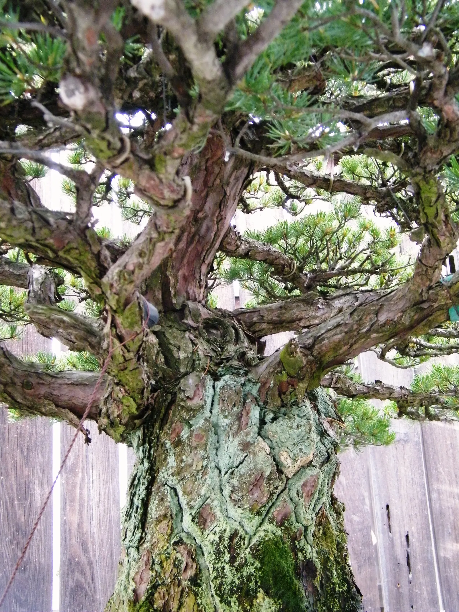 Japanese White Pine (Pinus Parviflora) — Esteemed in design for its irregular; they measure approximately 2 to 4 inches in length, image 55