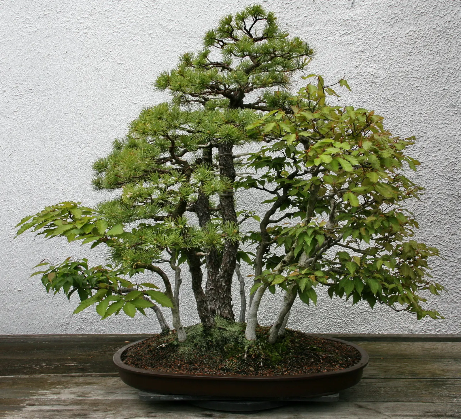 Japanese White Pine (Pinus Parviflora) — especially in the first few years after planting; slow-growing evergreen reaching up to 25-50 feet tall, image 75