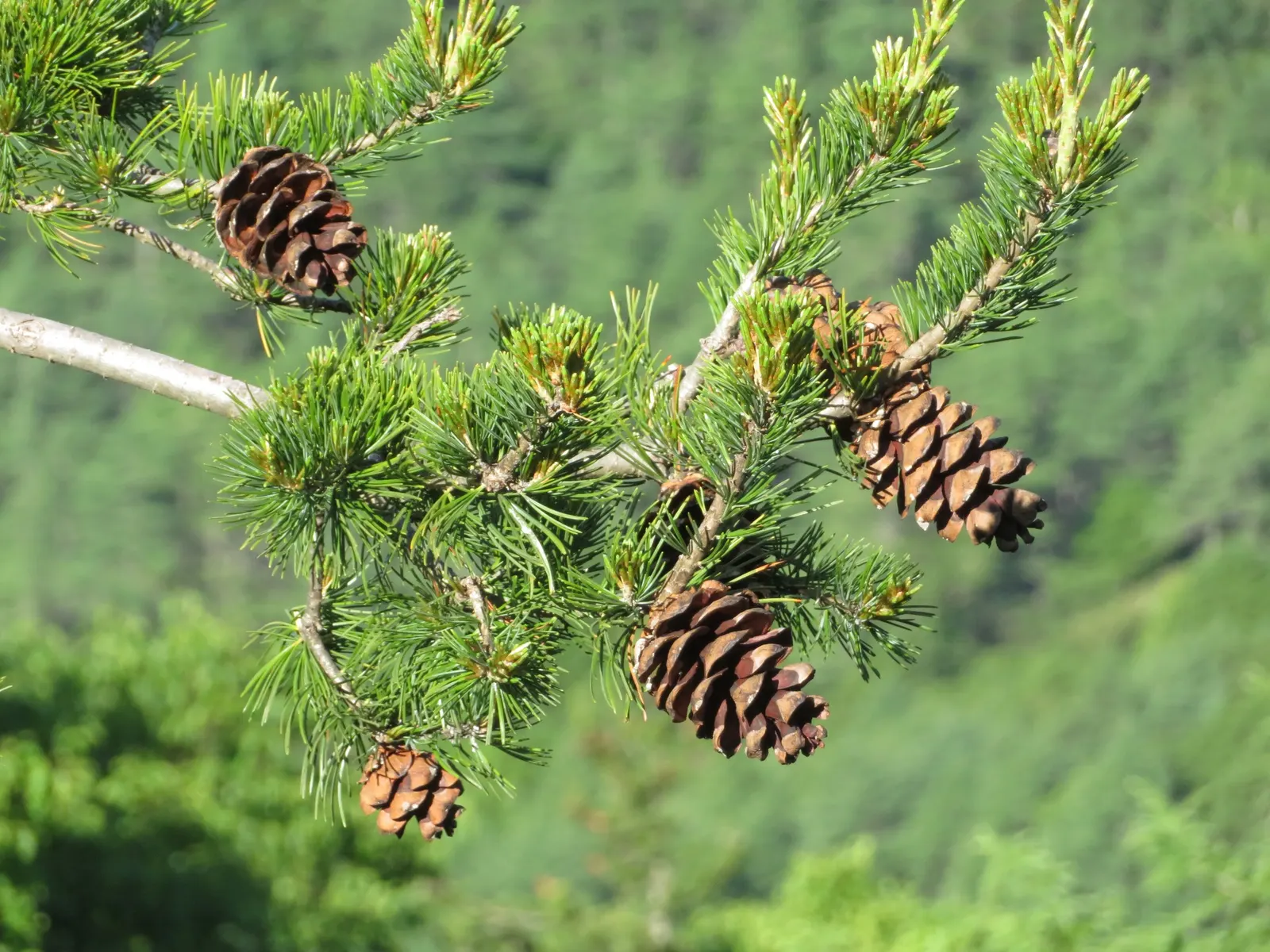 Japanese White Pine (Pinus Parviflora) — making it an exemplary choice for the discerning landscape design; presenting in bundles of five, image 77